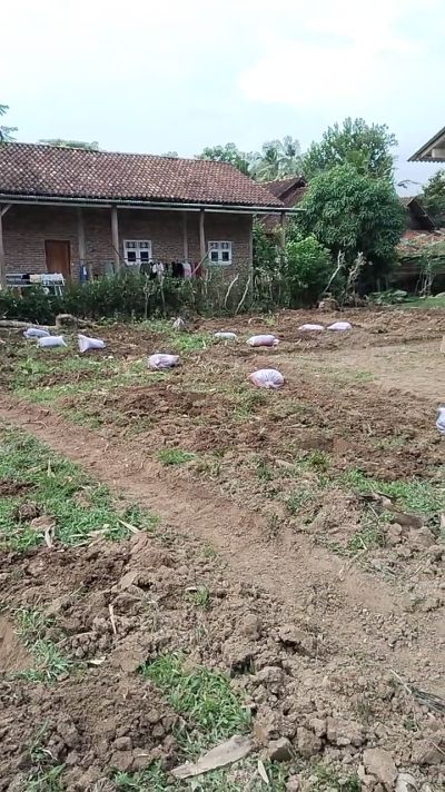 Penanaman Pohon Pisang Kapok di Rt 01 Rw 2, Ssbagai Upaya Pengelolaan  Lahan Kosong untuk Ketahanan Pangan